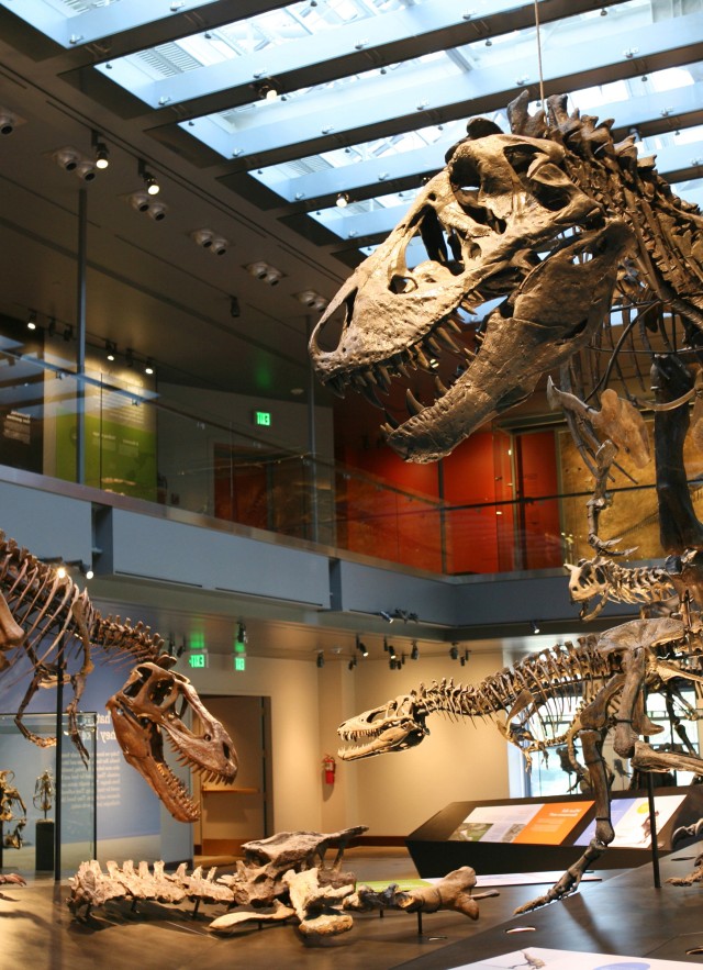 Sub-adult, juvenile, and baby T. rex skeletons on display with skylights above