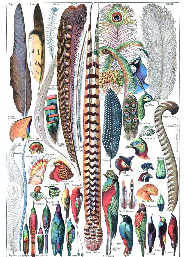 Vintage illustration of various feathers and specimen skins of birds