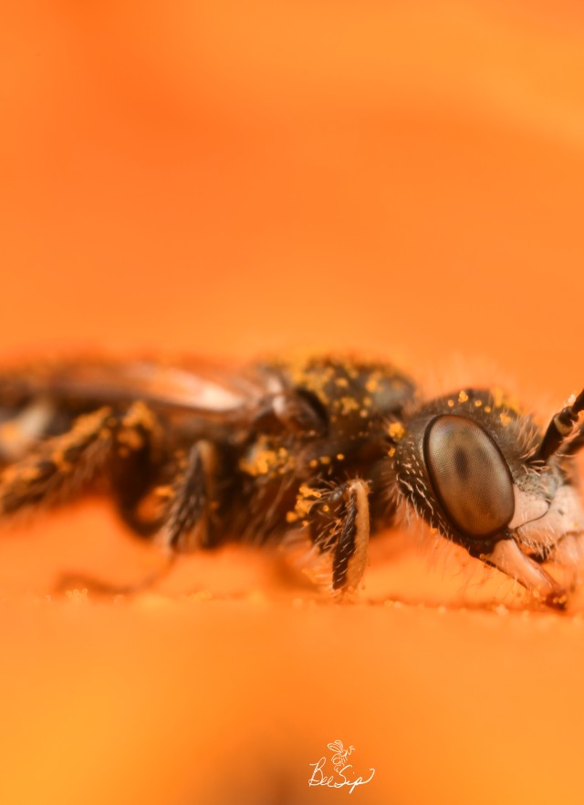 A fairy poppy bee on a dark orange background of a California poppy