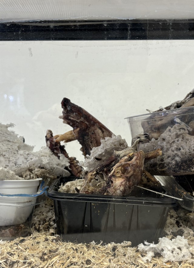 A terrarium with bones, sawdust, and beetles in it.