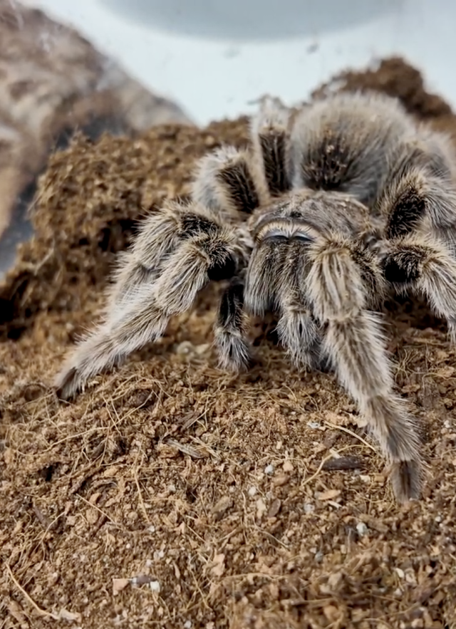 Tarantula mating season, tarantula in terrarium