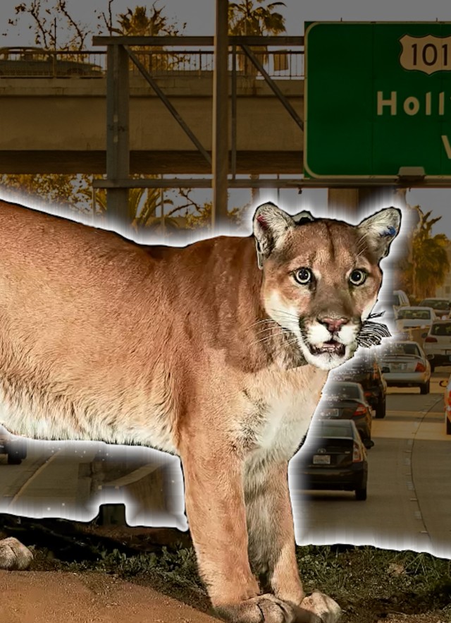 Mountain lion with a glowing outline around it and a freeway with cars behind it