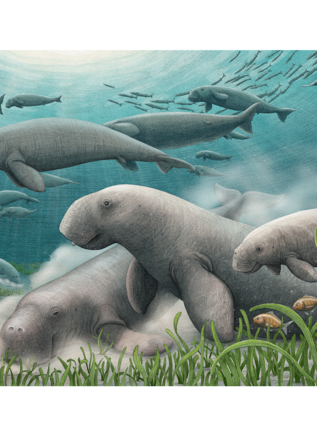  An artistic reconstruction of a herd of ancient sea cows foraging on the seafloor.