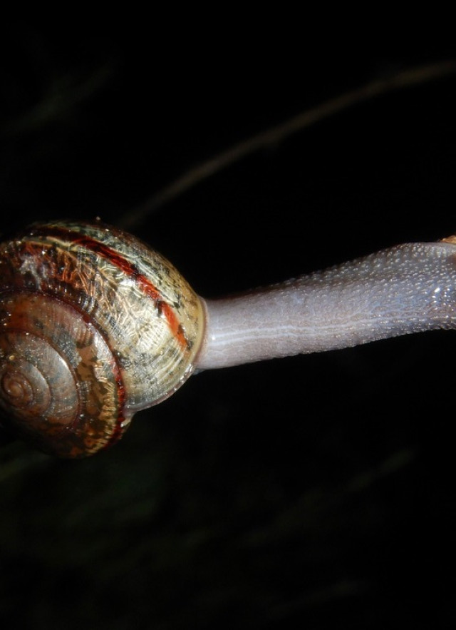 a snail on a twig on a black background
