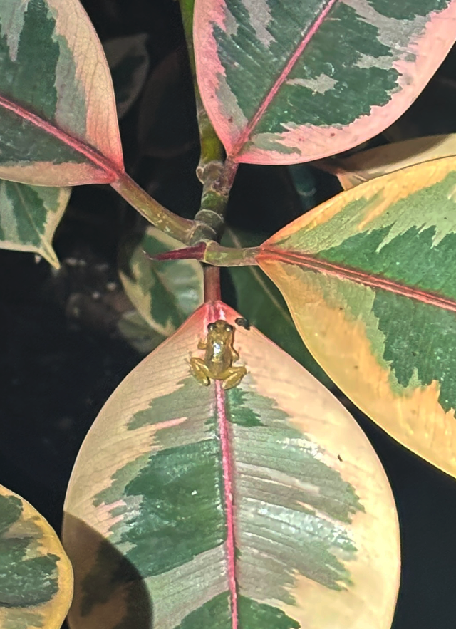 A small coquÍ frog in some beautiful foliage