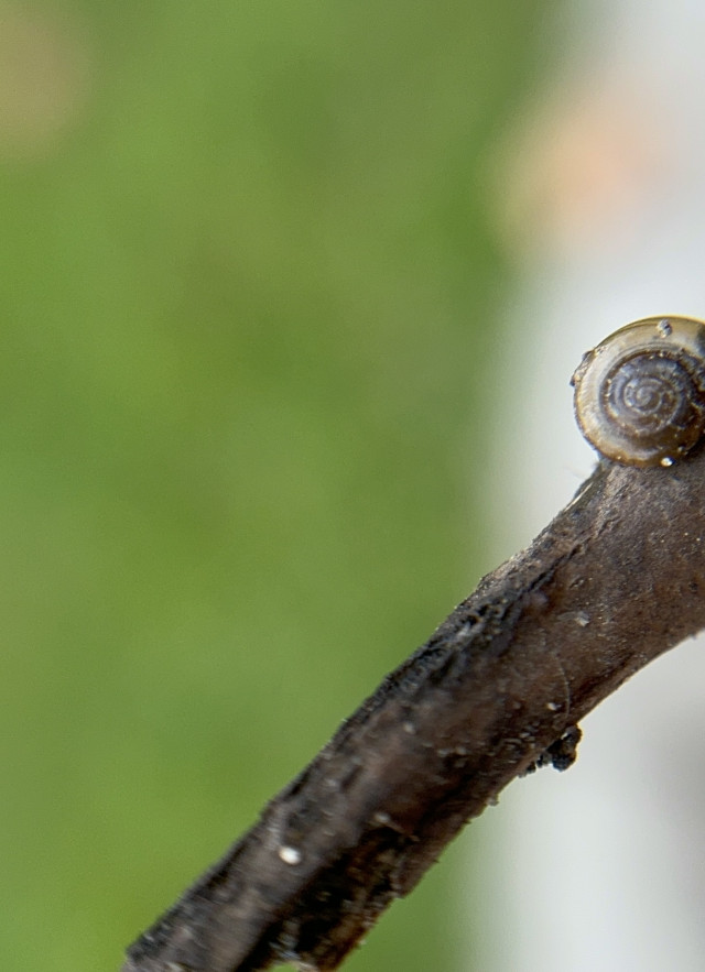 Liliana Hernández Glass Snail iNaturalist