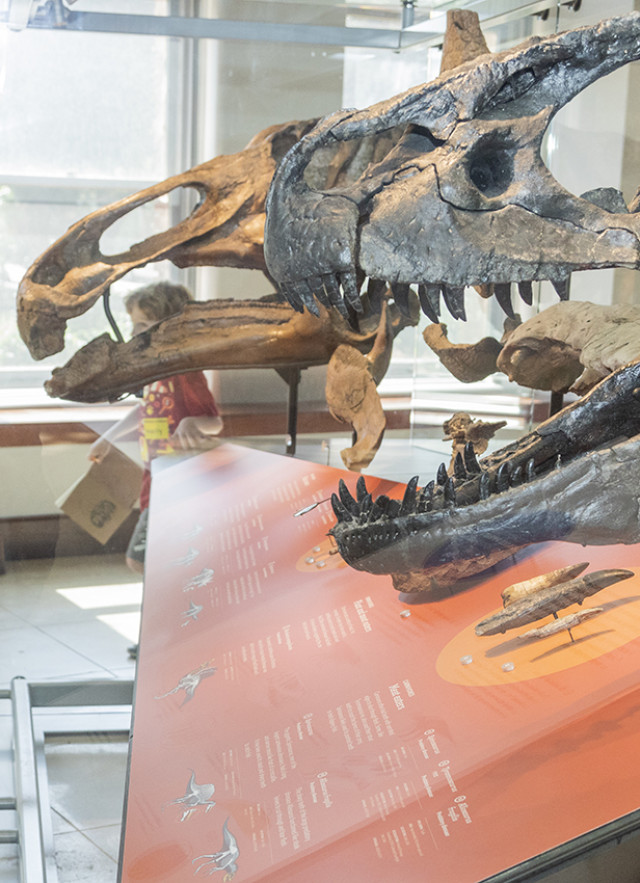 Children looking at a dinosaur skull inside a vitrine
