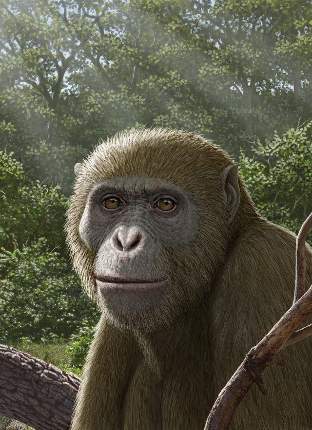 Illustration of an extinct ape