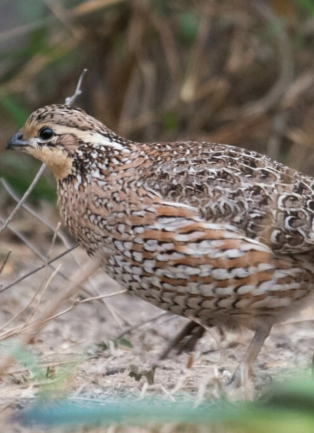 Bobwhite, a brown quail-like bird with small black and white accents, on the ground