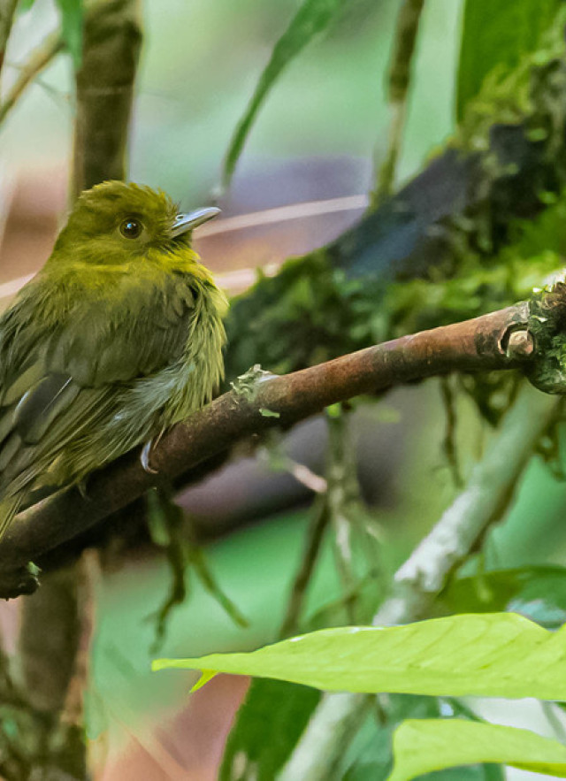 A yellowish-green Sapayoa bird on a branch in a tropical forest