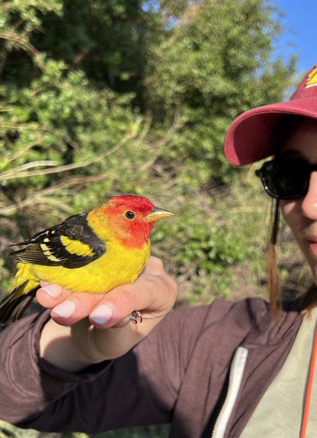 A woman in a maroon ball cap holds a bright red-headed and yellow bird
