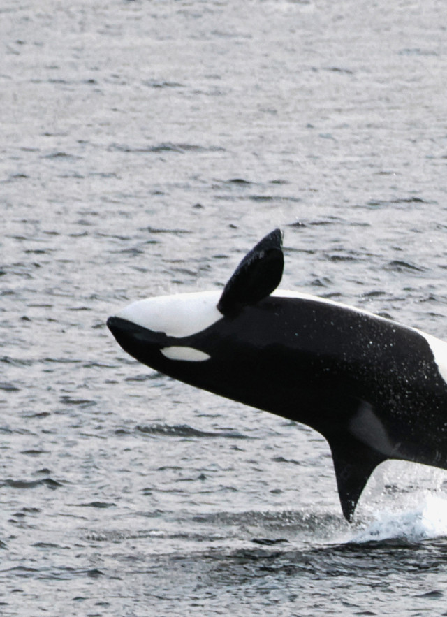 An orca jumping out of the water