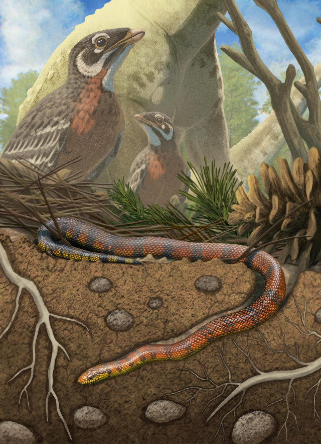 Illustration of ancient birds and a burrowing snake in the foreground