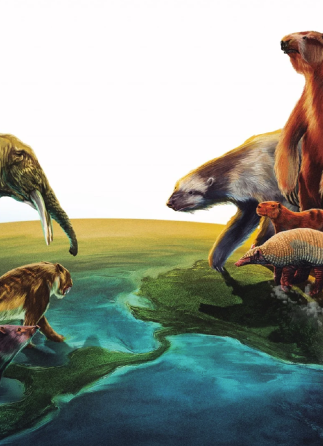 An elephant, tapir, saber-toothed cat, llama, and pecarry face off with a pair of giant sloths, a pair of armadillos, a big rodent, and a terror bird, the former on the North American side and the latter on the South America; a globe is in the top left