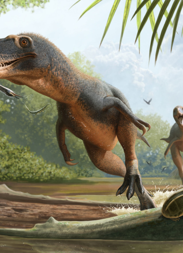 An illustration of a tyrannosaur preying on an ancient diving bird.