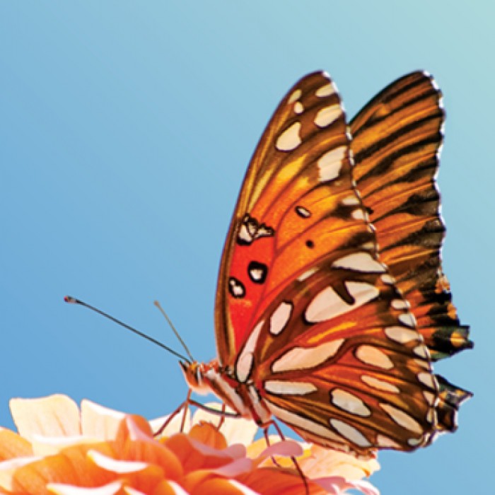module image for butterfly pavilion