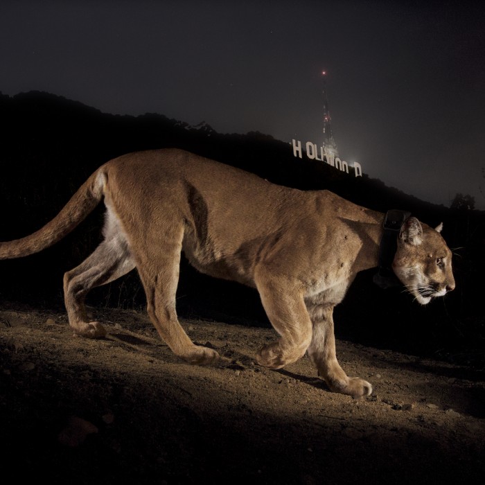 P-22 next to Hollywood sign