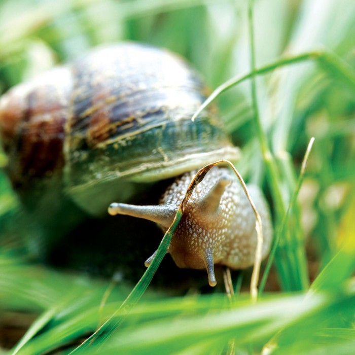 close-up of a snail in grass