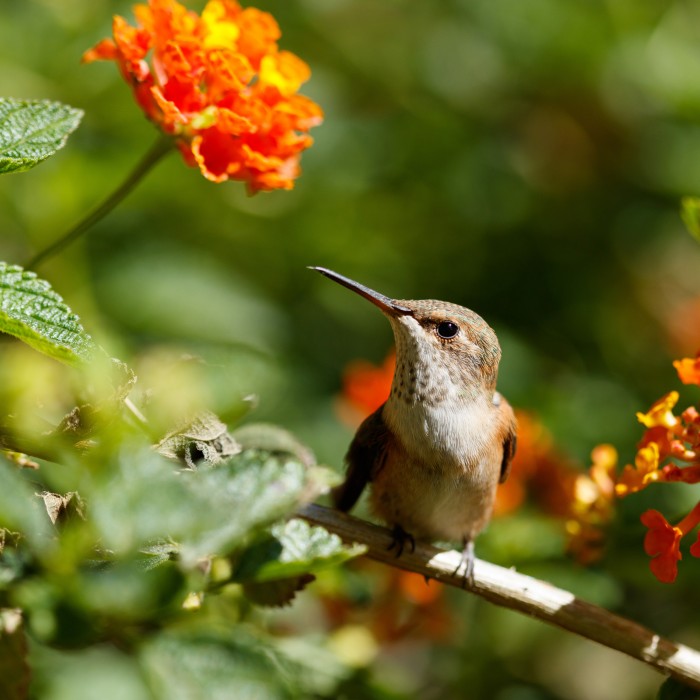 A hummingbird at rest on a branch next to orange flowers