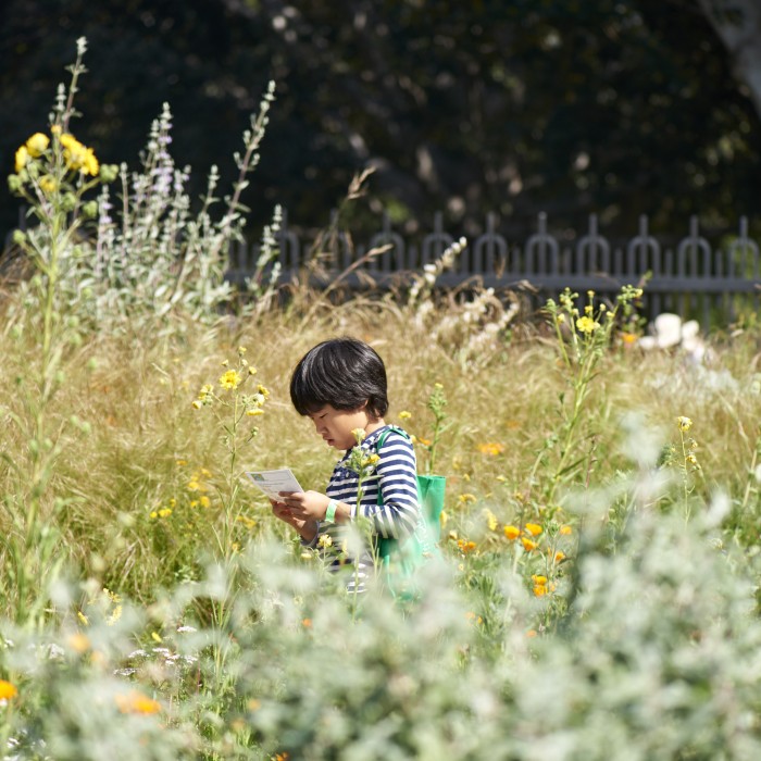 child in pollinator meadow