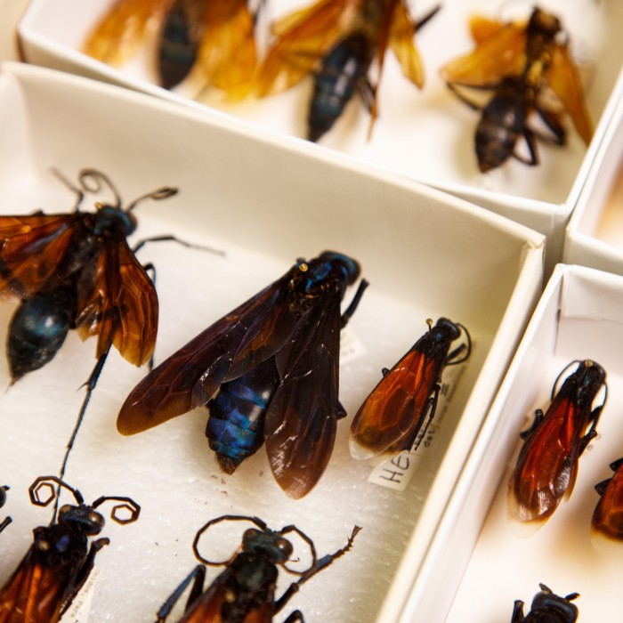 bug specimens research and collections