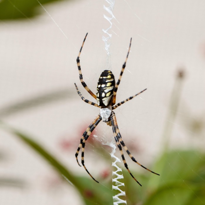 spider on web in spider pavilion