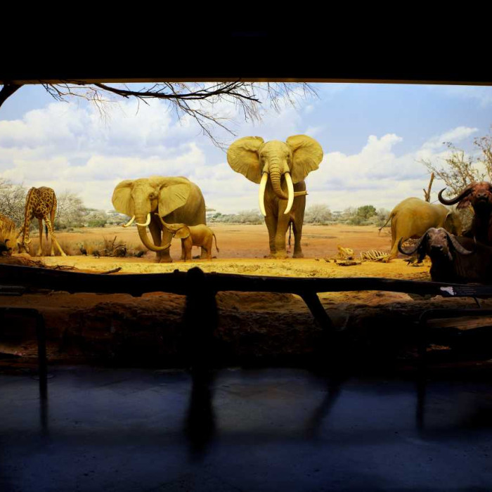 The African elephant diorama