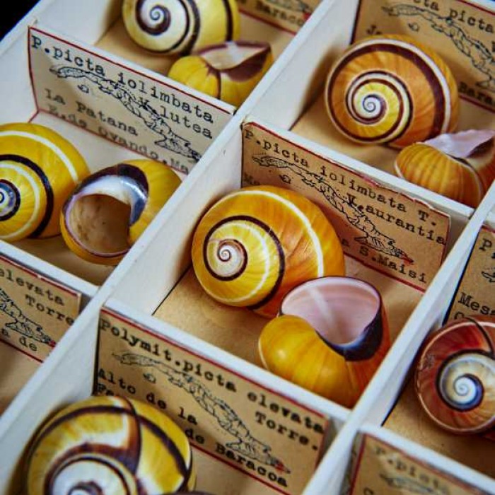 specimens from the Museum’s malacology collection