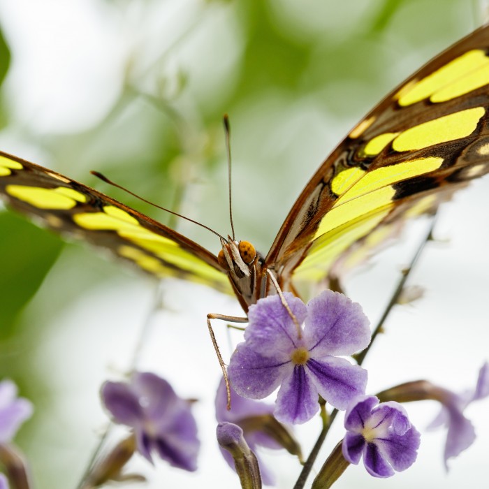 Yellow and black malachite butterfly resting on purple flower
