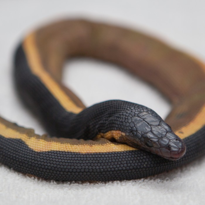 yellow bellied sea snake herpetology collections