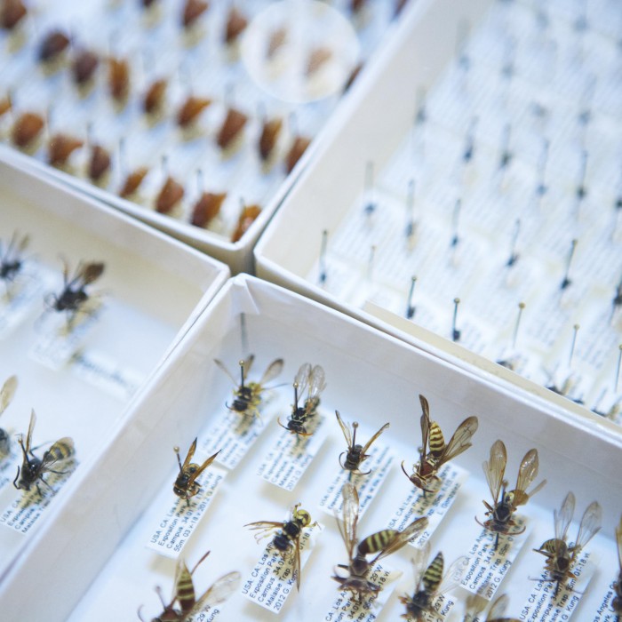 Insects specimens pinned in white boxes