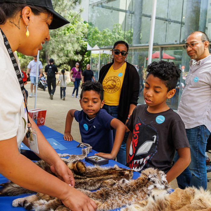 Exhibitor at Earth Day showing pelts on a table to two children