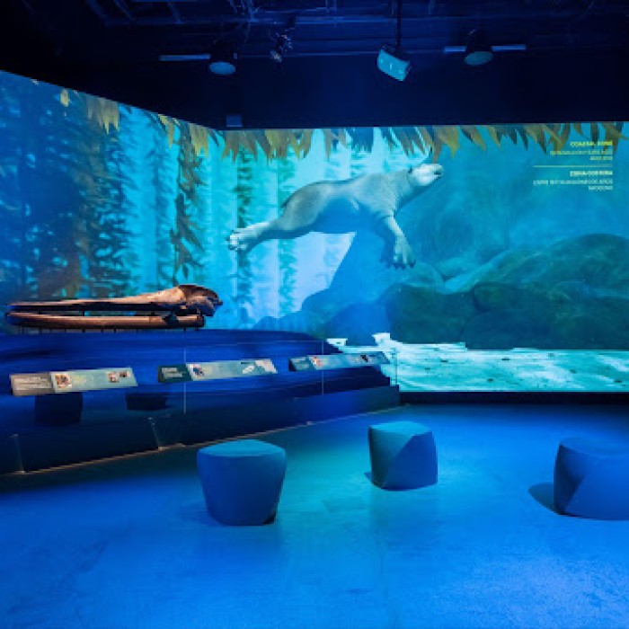 LA Underwater exhibit image. Included in the photo is the whale skull fossil and the backdrop video.