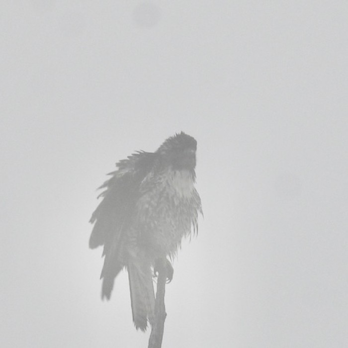 Red-tailed Hawk in Cedar Creek smoke - 2 cropped(