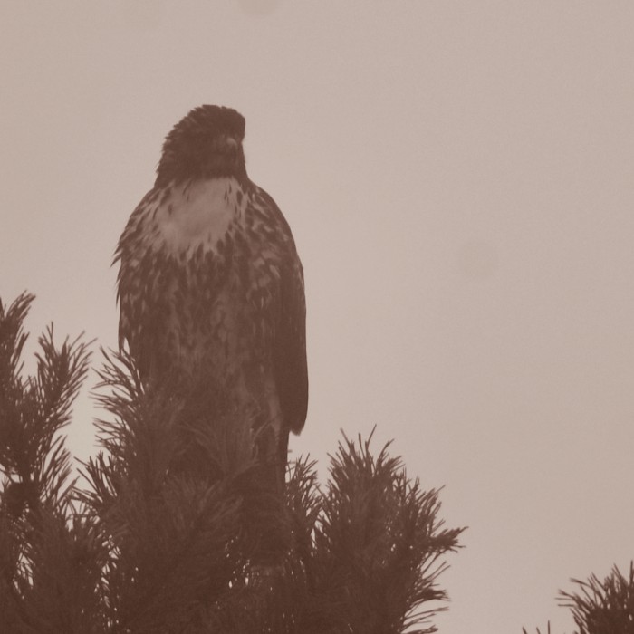 red-tailed hawk wildfire smoke