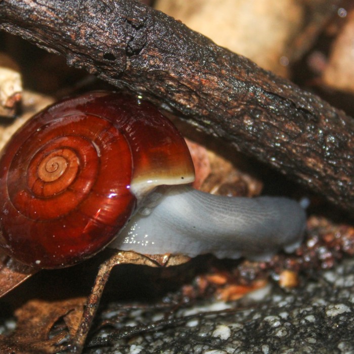 iNaturalist obseravation by Boaz Benaiah Solorio of a San Gabriel Chestnut Snail