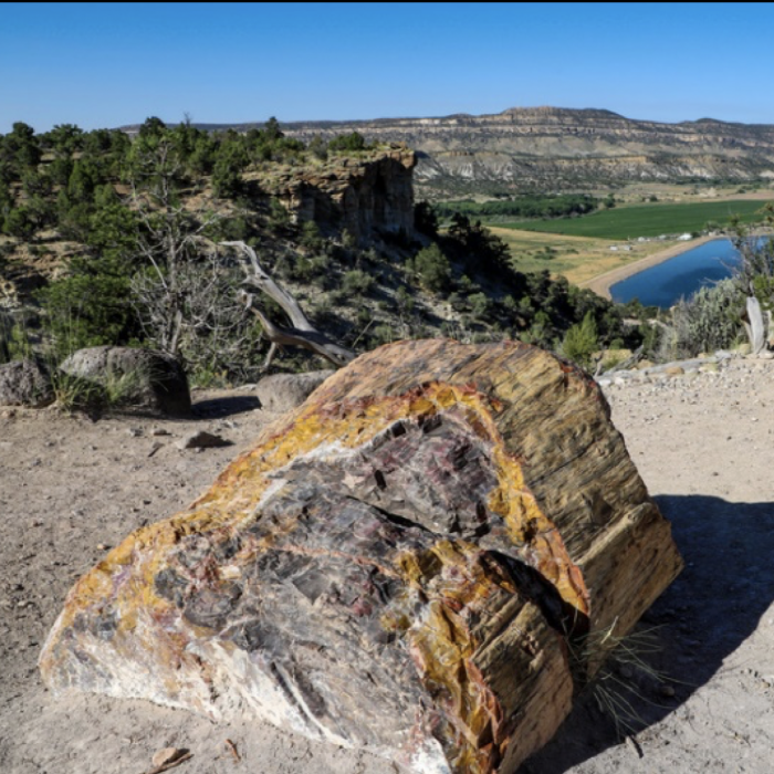 Jurassic Giants, image of fossilized tree
