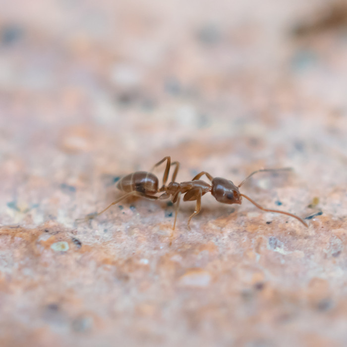 Argentine Ant