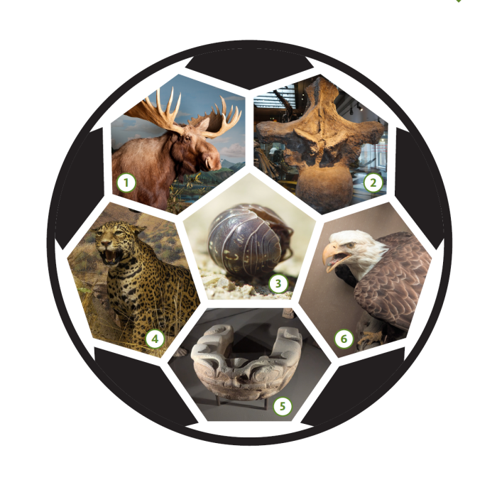 Soccer ball with a moose, dinosaur fossil, jaguar, roly poly, bald eagle, and Mesoamerican yolk pictured on it.