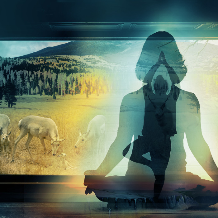 Silhouette of a figure in lotus and other yoga poses in front of a diorama of taxidermy