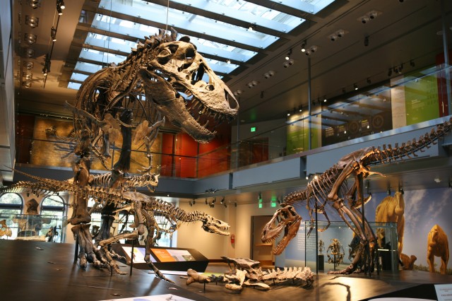 Photograph of dinosaurs on display at NHM