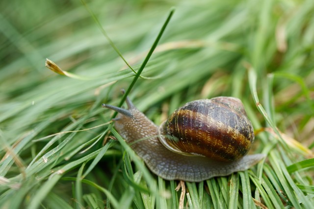 Photograph of a snail on grass
