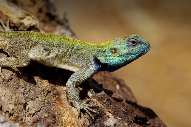 Placeholder photo of a lizard