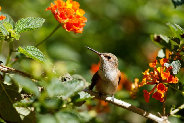 A hummingbird at rest on a branch next to orange flowers