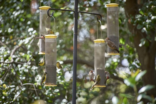 A group of birds make use of the feeds at the Museum&#039;s bird watching platform