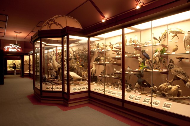 A large glass display case filled with hundreds of species of birds