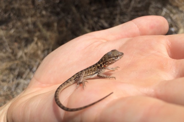 lizard in palm of hand