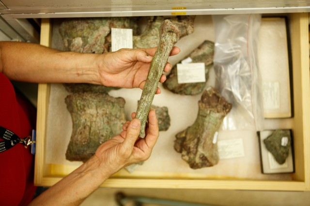 collections manager holding bone in dinosaur institute research and collections