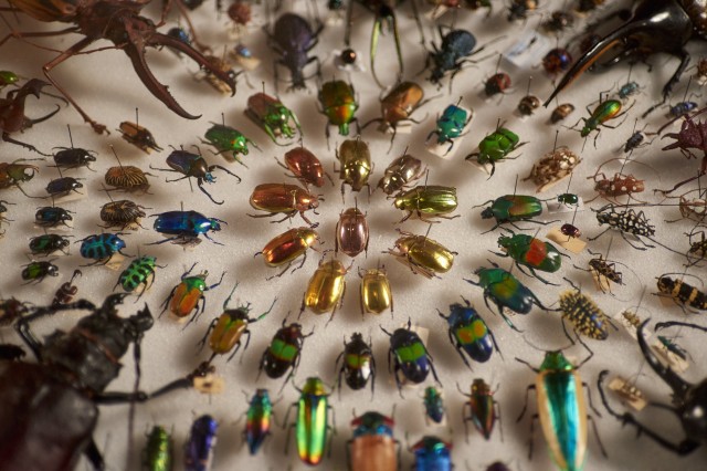 Pinned Insects at Bug Fair