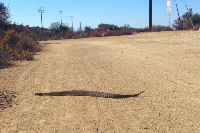 image Rattlesnake sliding across desert road in california
